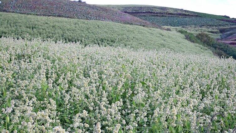 中药材牛膝种植基地药材生长开花