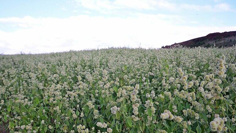 中药材牛膝种植基地药材生长开花