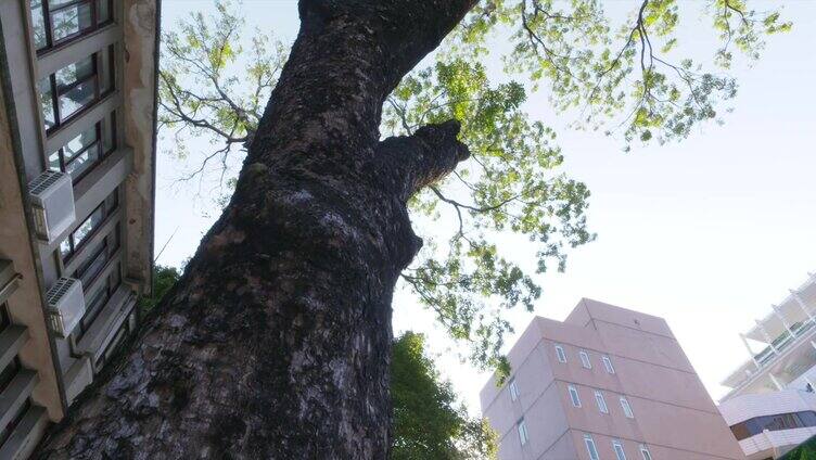 阳光下的大榕树 唯美空镜合集