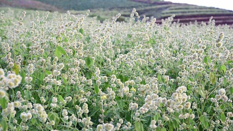 中药材牛膝种植基地药材生长开花