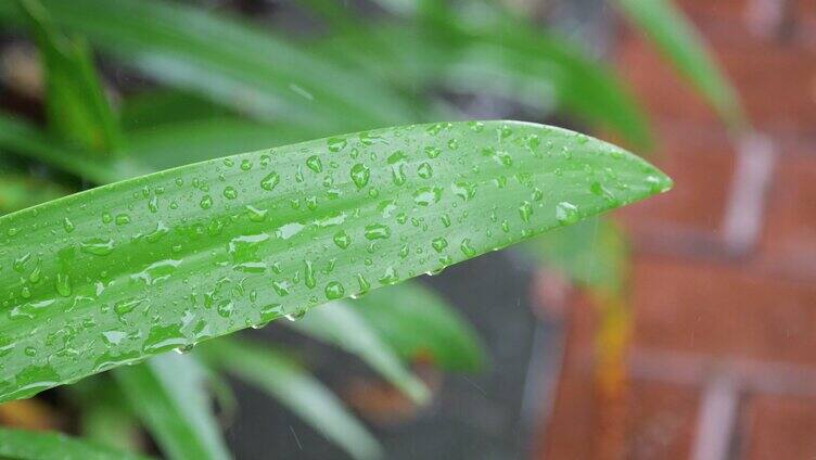 雨天雨水滴落在叶子上