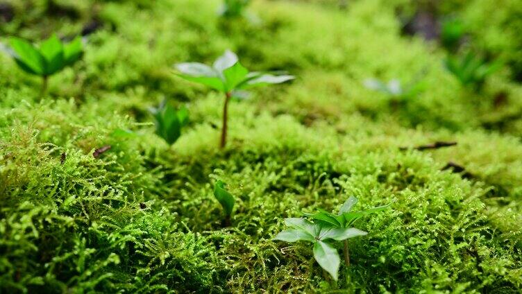 乡村振兴农业产业中药材种植重楼植物生长