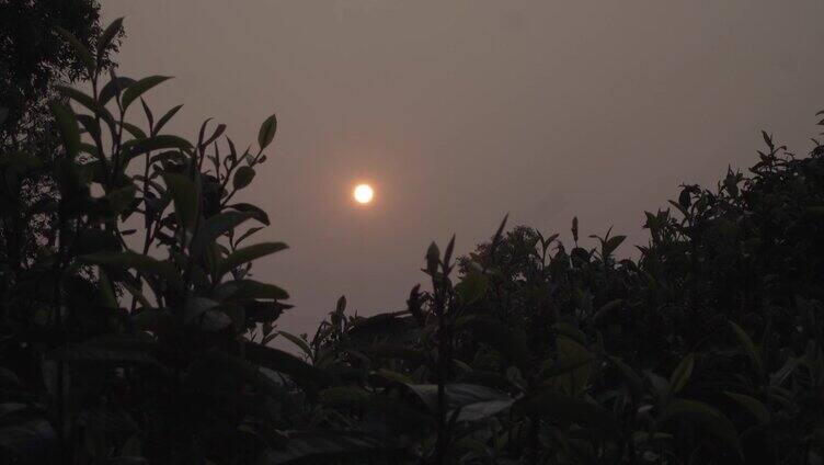 大山茶山茶园日出太阳升起