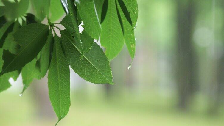 雨天伤感视频叶子雨滴