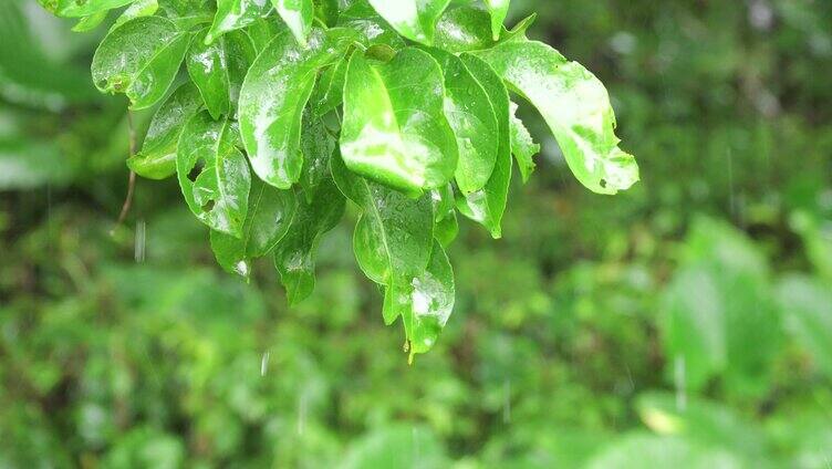 树叶水珠水滴雨天伤感视频