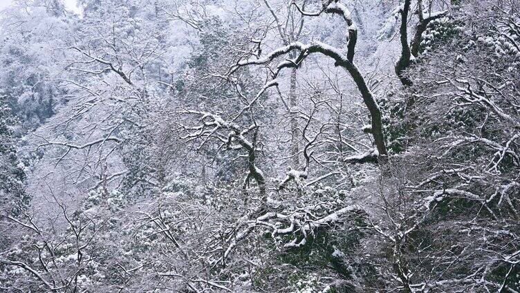 唯美冬韵雪景冰雪中的树木溪流