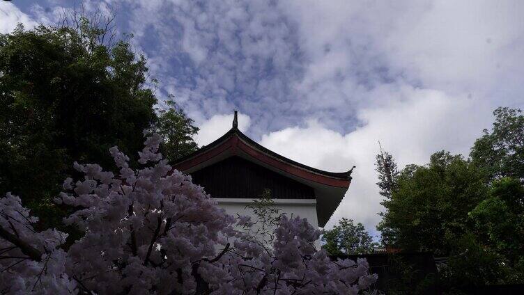 丽江纳西族建筑阳光洒进樱花空镜