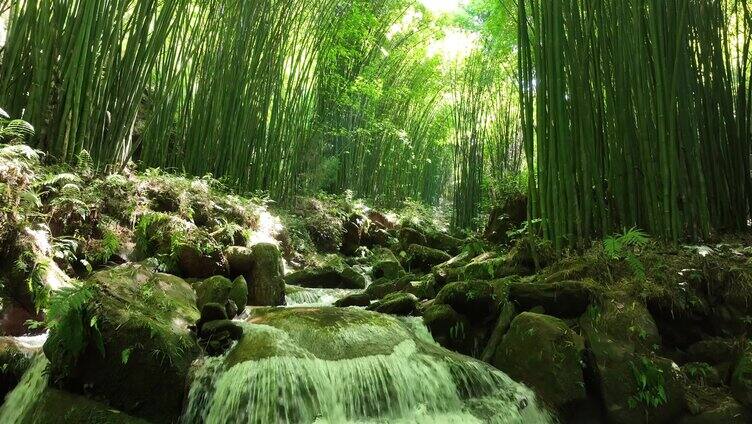 竹林阳光小溪山泉自然风景视频素材