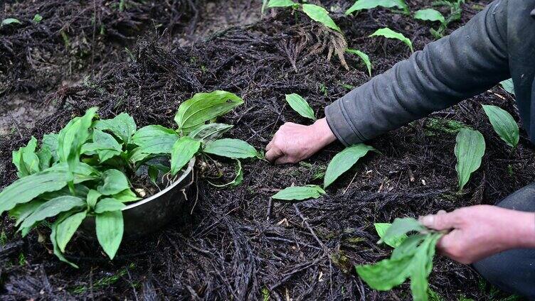 乡村振兴农业产业中药材种植泥冰子栽培