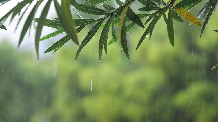 雨天伤感视频叶子雨滴