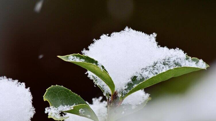 唯美乡村雪景雪花飞舞乡愁记忆