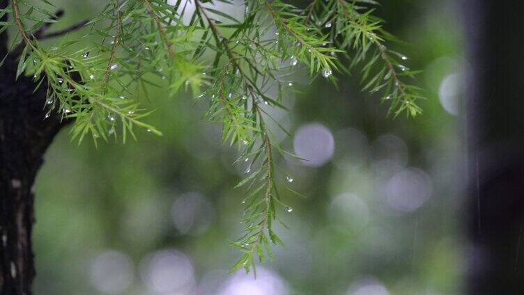 森林雨滴伤感氛围感视频