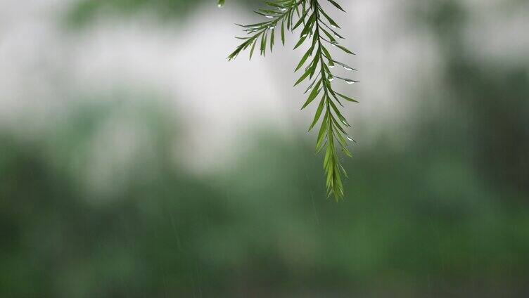 雨天伤感视频叶子雨滴