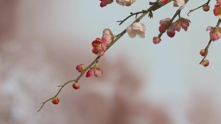 古风香炉梅花2