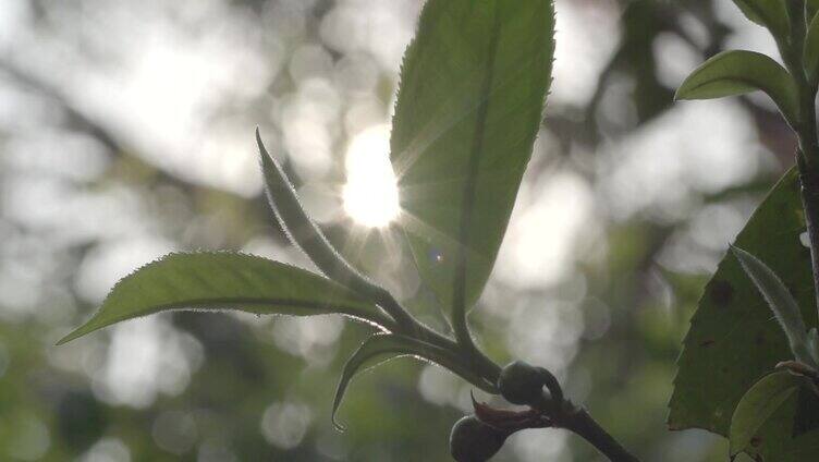 唯美阳光透过茶园茶叶茶山老班章茶树