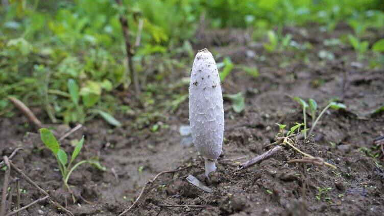 野生蘑菇野生菌