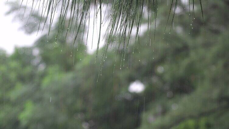 雨中实拍植物上的水珠伤感视频