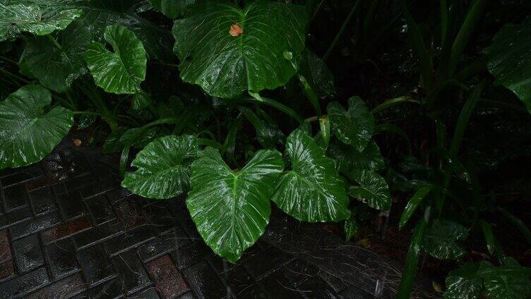 阴暗草丛野外雨天伤感视频