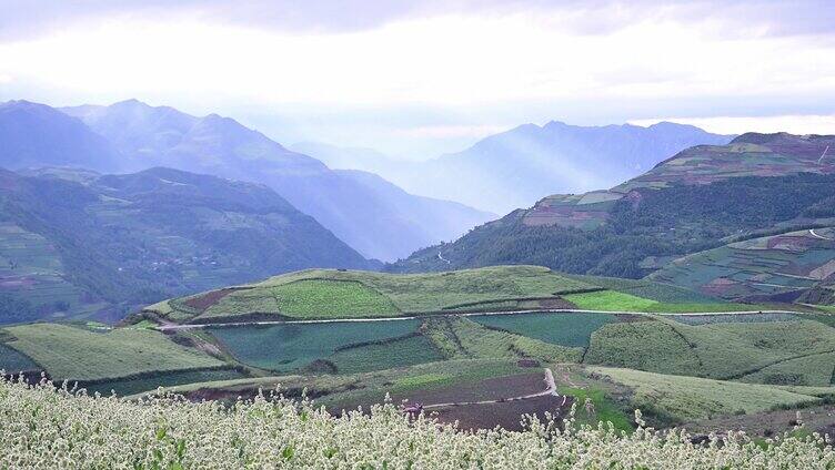 中药材牛膝种植基地药材生长开花