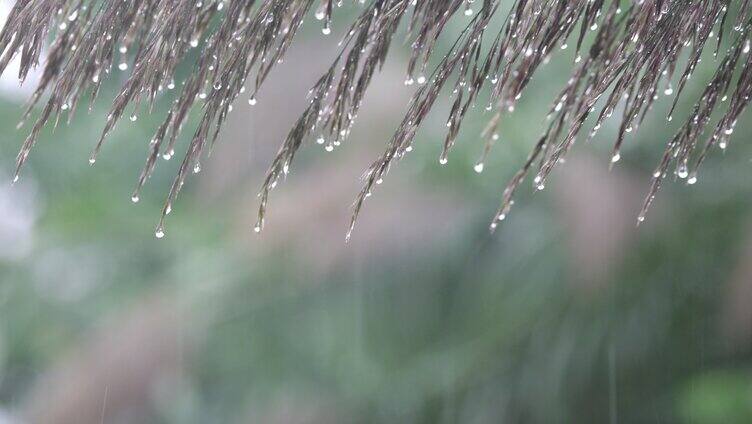 雨中实拍植物上的水珠伤感视频