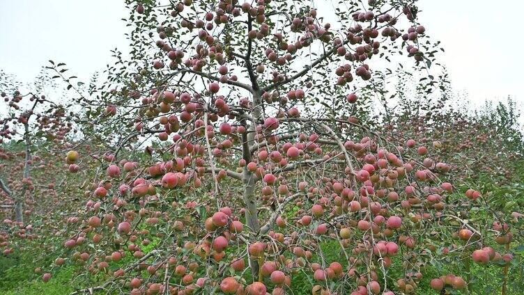 挂满枝头红苹果成熟水果丰收