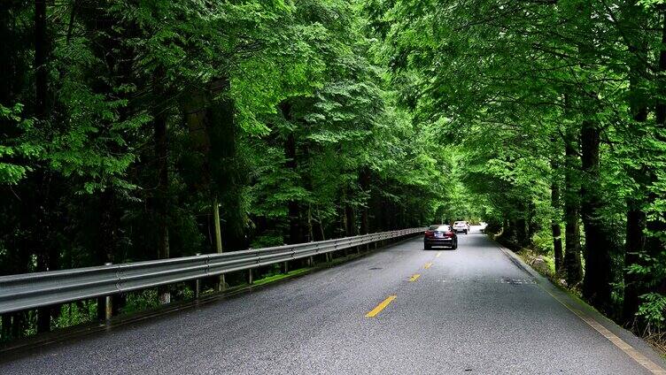 旅行自驾唯美森林绿道公路绿树成荫