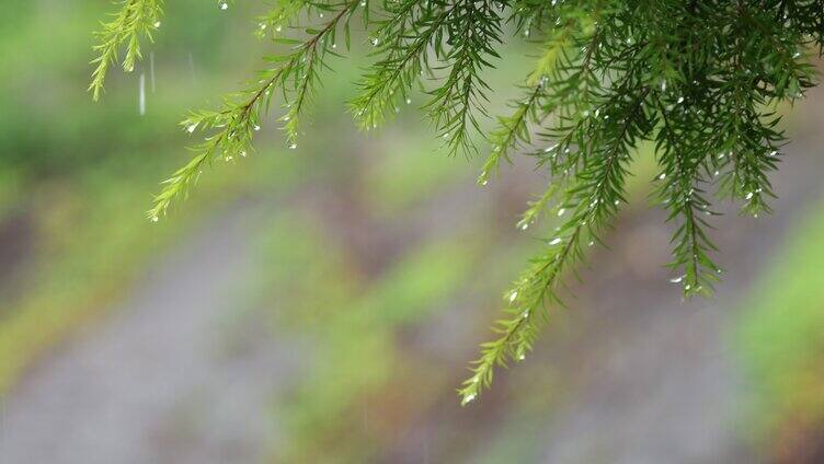 雨天伤感视频叶子雨滴