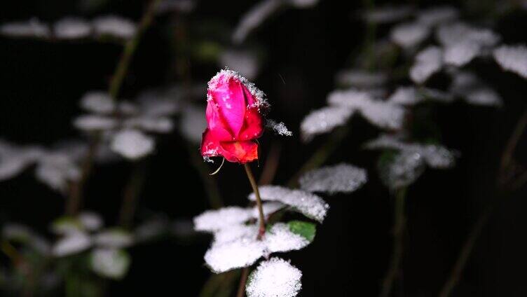 寒冬夜晚雪花飞舞