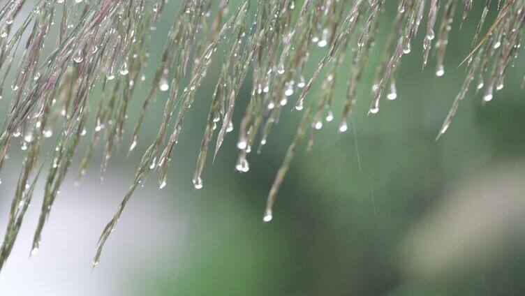 雨中实拍植物上的水珠伤感视频