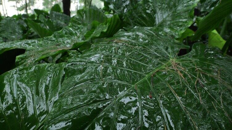 野芋 天然氧吧 伤感雨天 情绪 忧郁的气