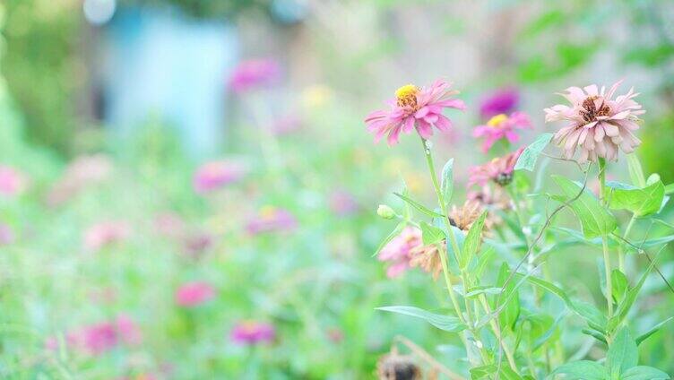 菊花 唯美花特写 百日菊