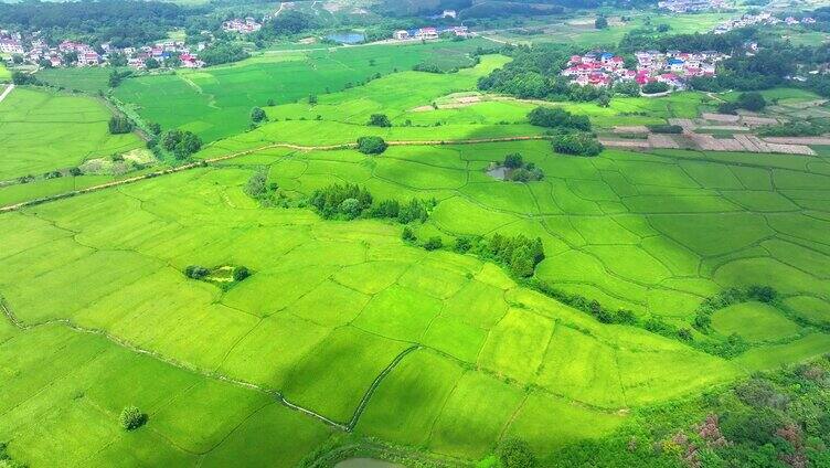 美丽乡村春回大地田园风光