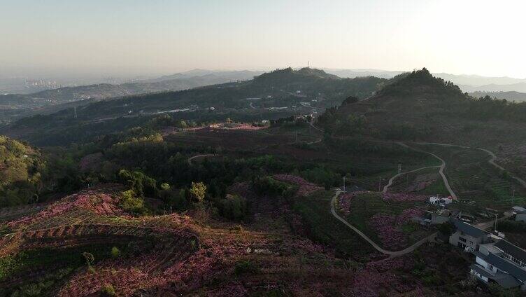 龙泉山桃花航拍