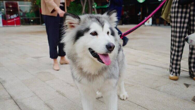 阿拉斯加犬狗 动物