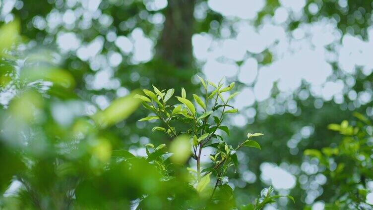 茶叶茶园生态热带雨林云雾森林茶树芽微生物