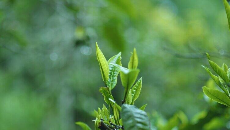 4k茶芽特写 春茶 有机茶 茶树 采茶