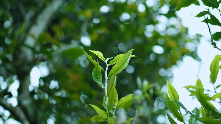 4k茶芽特写 春茶 有机茶 茶树 采茶