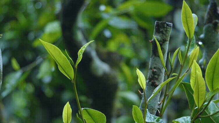 4k茶芽特写 春茶 有机茶 茶树 采茶