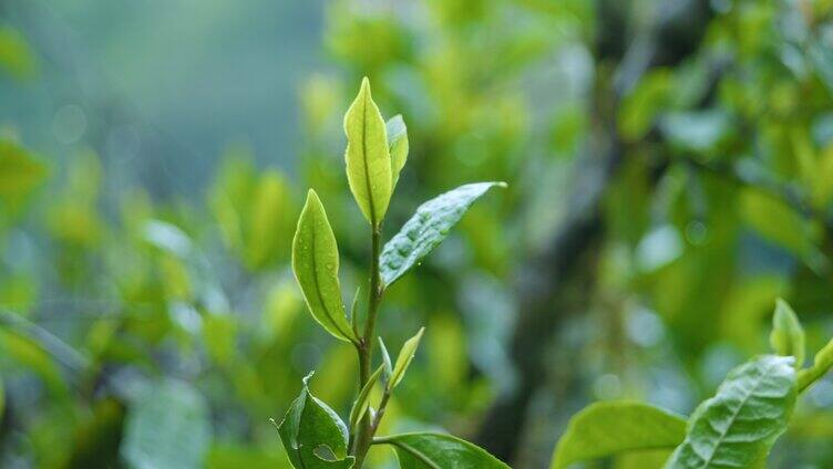 4k茶芽特写 春茶 有机茶 茶树 采茶