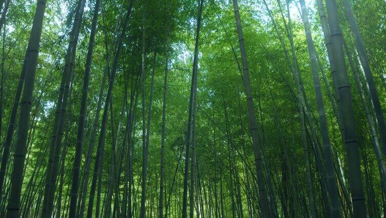 竹叶阳光意境唯美空镜竹子竹林自然风光绿色