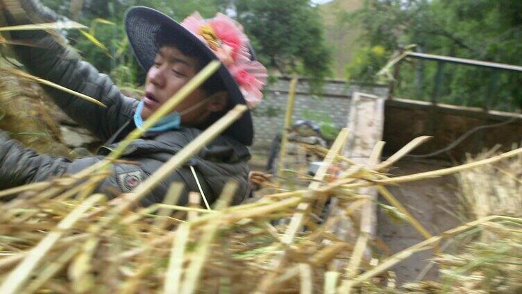 农忙时节收割麦子 农村生活环境