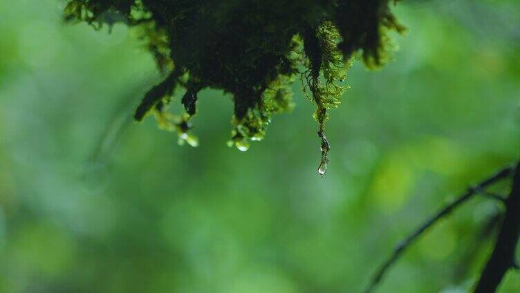 茶园茶叶生态热带雨林云雾森林茶树芽微生物