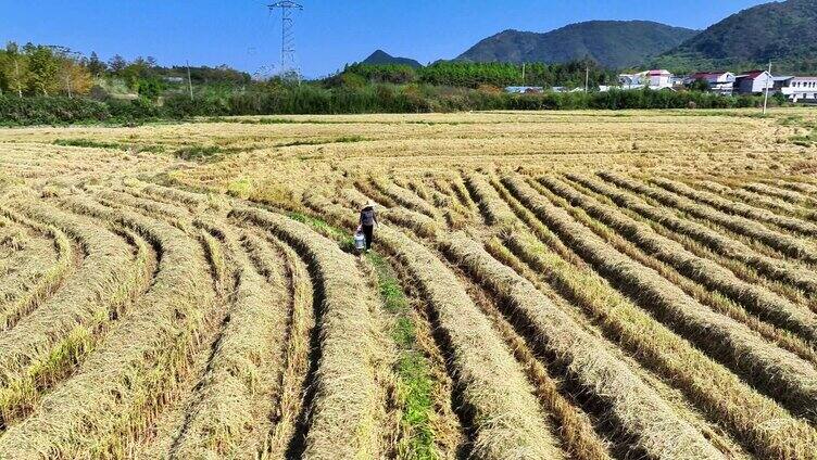 水稻收割粮食丰收农忙