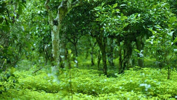 茶树茶园生态热带雨林云雾森林茶树芽微生物