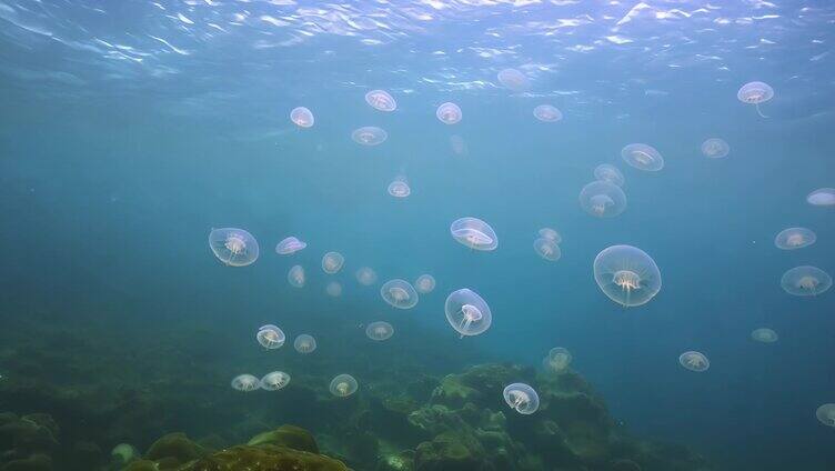 海底世界 海洋生物 环境保护