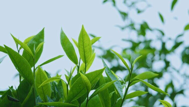 4k茶芽特写 春茶 有机茶 茶树 采茶