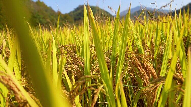 水稻特写逆光水稻农田谷物