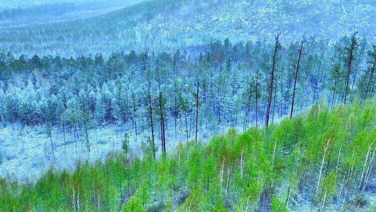 大兴安岭春季极端天气降雪云雾缭绕