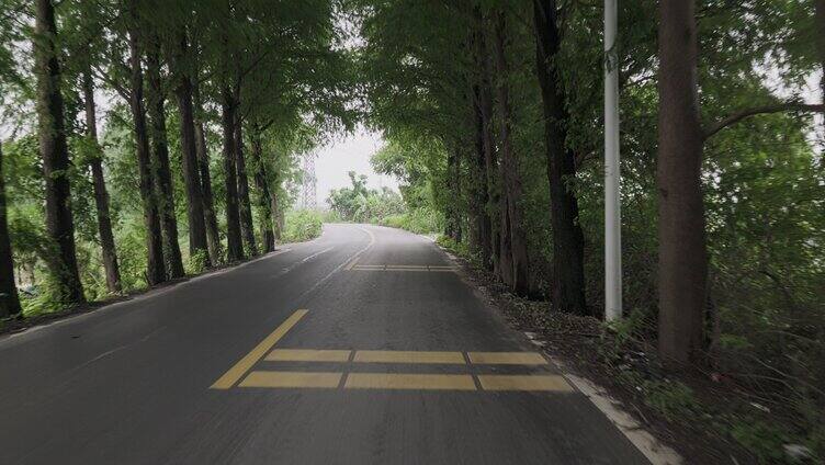 夏天生机勃勃的绿色林荫道路高大杉树