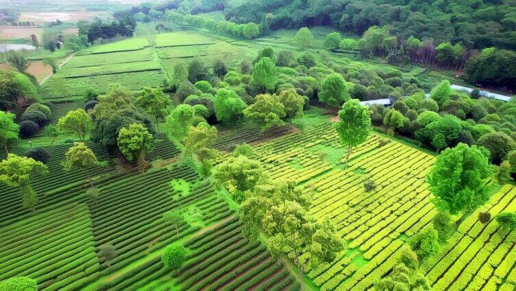 广东清远英德红旗茶场英德茶叶世界航拍4K